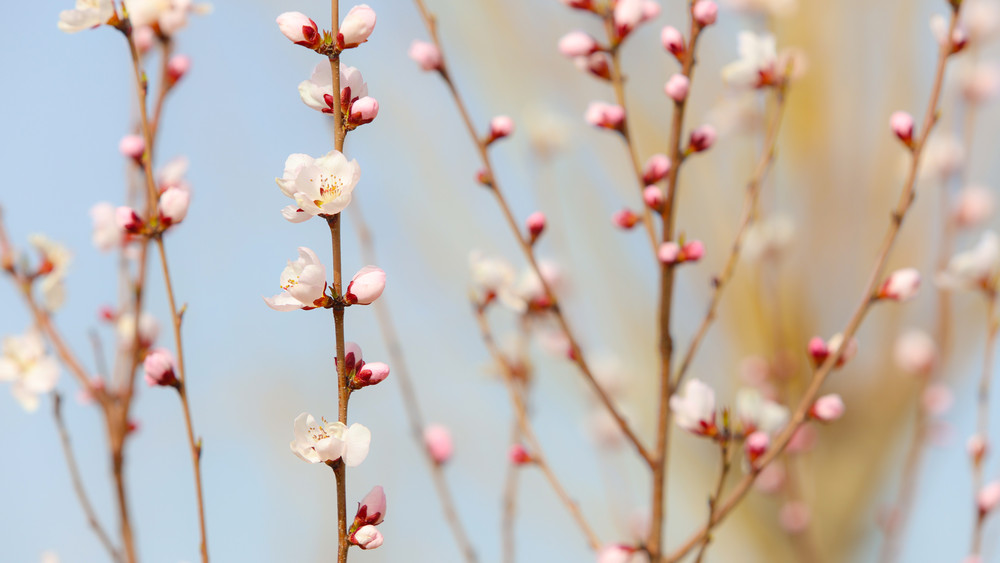粉白的花簇缀满枝头，松枝吐翠，繁花争妍，将严谨治学的校园晕染出盎然生机。 拷贝.jpg